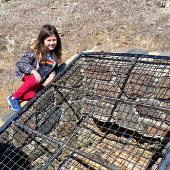 Ginkgo Petrified Forest State Park - A petrified tree in captivity... - Parks Near Me - Vantage, Washington