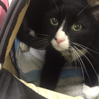 Apopka Veterinary Clinic - Kitty Oreo doing so much better after treatment with Dr. Sands! - Veterinarians Near Me - Apopka, Florida Apopka Veterinary Clinic - Kitty Oreo doing so much better after treatment with Dr. Sands! - Veterinarians Near Me - Apopka, Florida