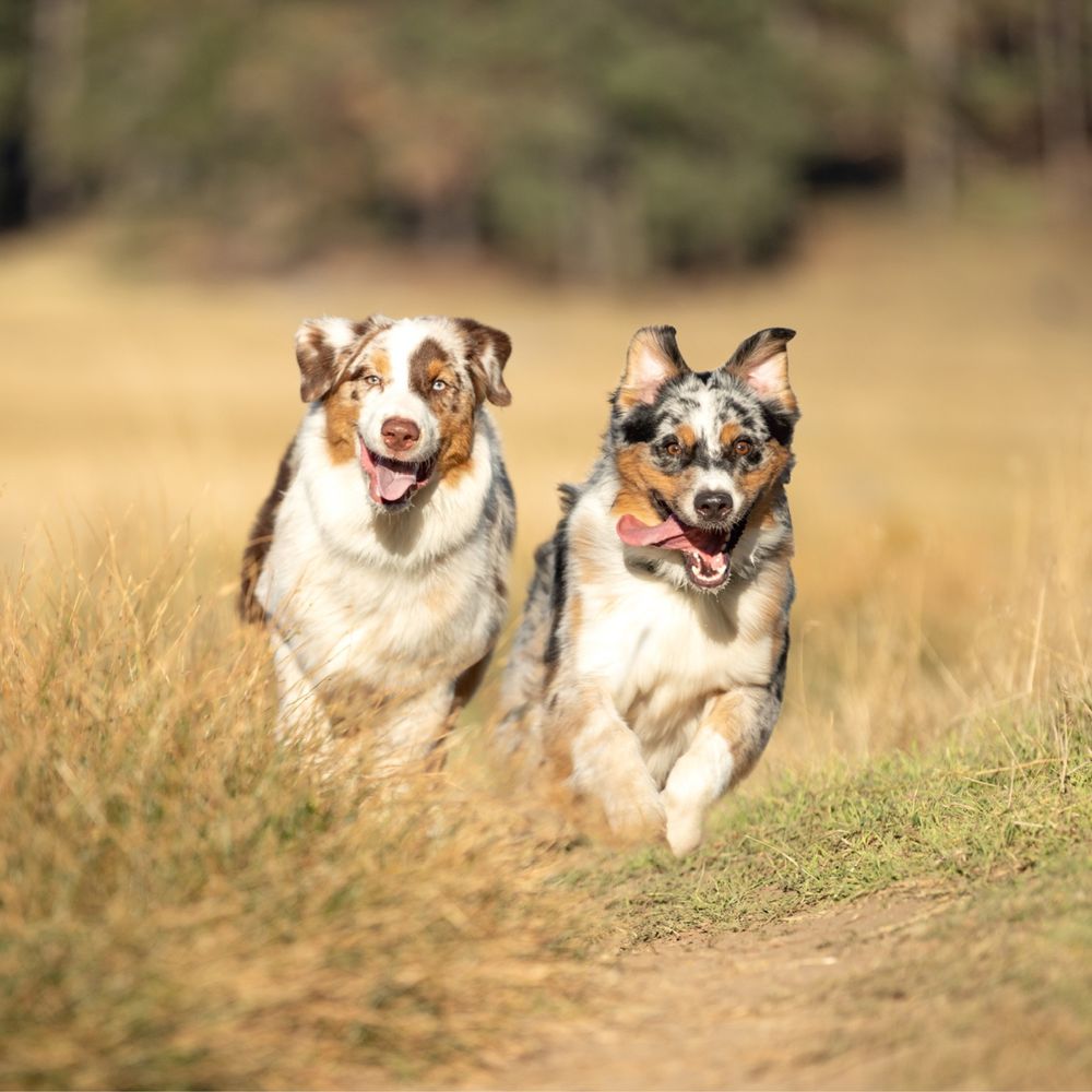 BMAC Pet Photography - Pet Photography Near Me BMAC Pet Photography - Pet Photography Near Me