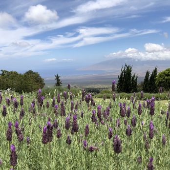 Ali'i Kula Lavender - Tours Near Me - Kula, Hawaii