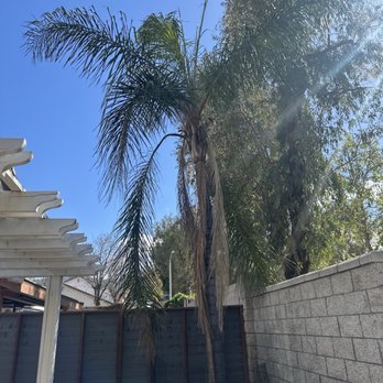GreenLife Tree Care - Before service - Tree Services Near Me