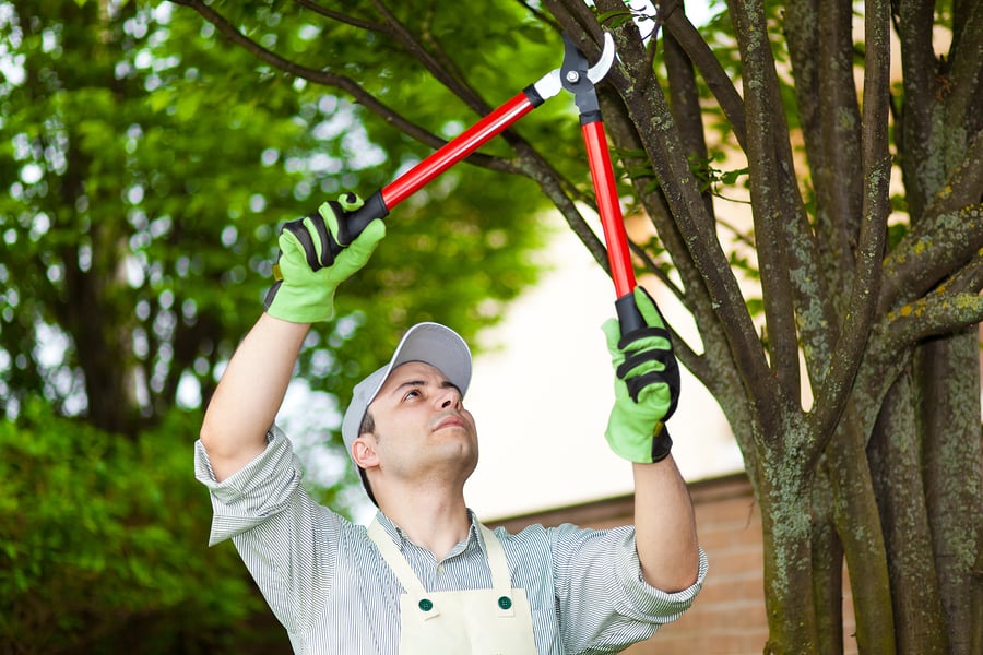 American Tree Service - tree service in Missoula, MT