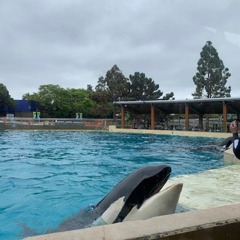 Dine With Orcas - Buffets Near Me - San Diego, California Dine With Orcas - Buffets Near Me - San Diego, California