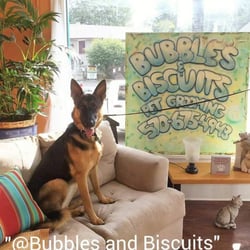 Bubbles And Biscuits - Wednesday groomed at Bubbles and Biscuits 128 North Main Street Shavertown P.a 570-675-4943