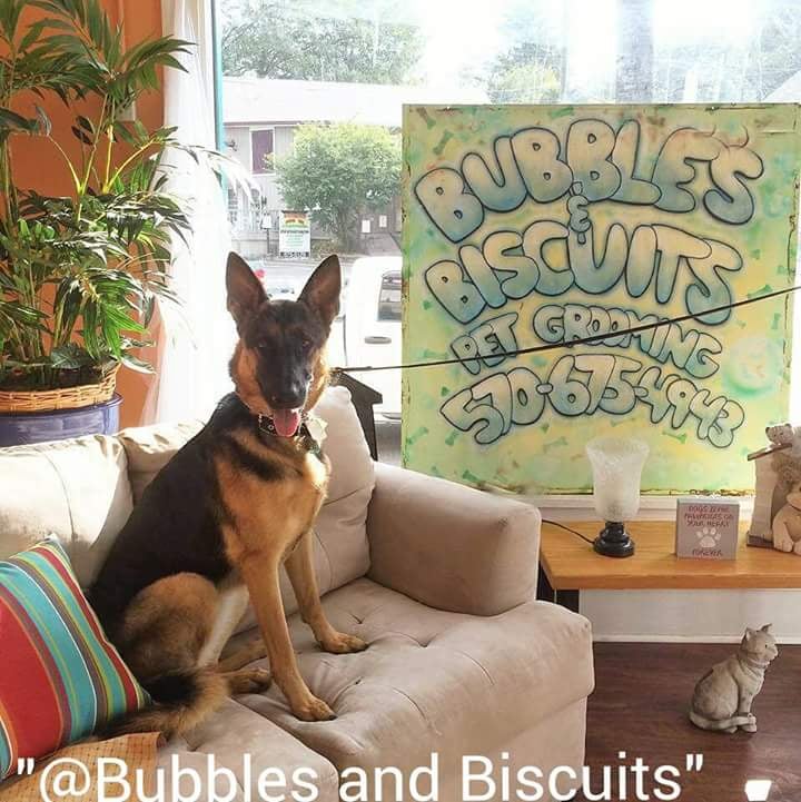 BUBBLES AND BISCUITS 128 N Main St, Shavertown, Pennsylvania Pet