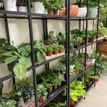 Nordic Lilly - Interior of Store, Plants - Nurseries & Gardening Near Me - Bishop, California Nordic Lilly - Interior of Store, Plants - Nurseries & Gardening Near Me - Bishop, California