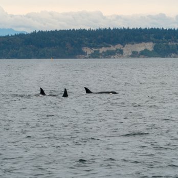 Puget Sound Express - Whale Watching Tours Near Me - Edmonds, Washington Puget Sound Express - Whale Watching Tours Near Me - Edmonds, Washington