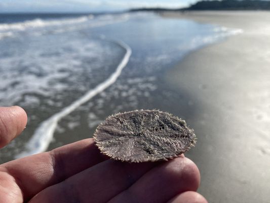Hunting Island by null