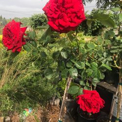 Sanchez Nursery