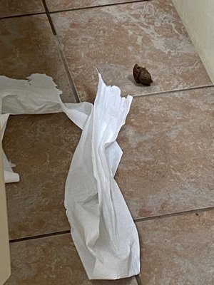 African Lion Safari by null