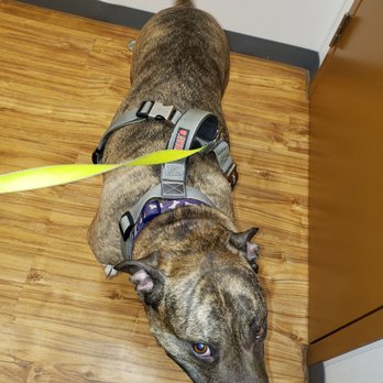 Cascades pet depot - Wiley at the vet - Veterinarians Near Me - Sterling, Virginia Cascades pet depot - Wiley at the vet - Veterinarians Near Me - Sterling, Virginia