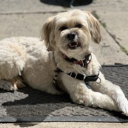 Aptos Dog & Cat Grooming - Fresh back from her grooming. She is sunbathing now