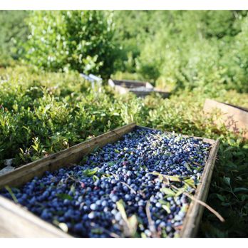 Continuous Harmony Farm - Attraction Farms Near Me - Lincolnville, Maine Continuous Harmony Farm - Attraction Farms Near Me - Lincolnville, Maine