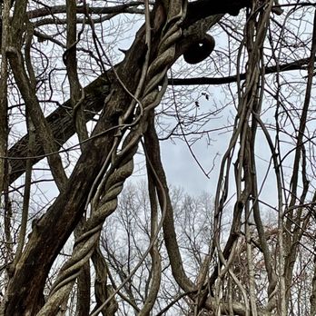 Ellison Park - Even without leaves on trees, beautiful scenery along the "Coyote's Den" trail - Parks Near Me - Rochester, New York