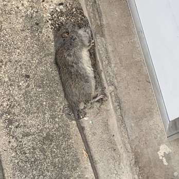 Public Storage - Dead rat found in unit - Self Storage Near Me - Universal City, Texas