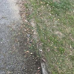 365 lawn pros - Edge and yard clean up