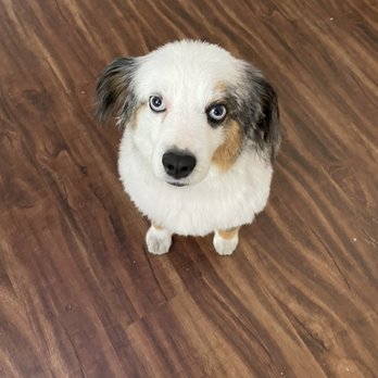 WAGGERS - Pet Groomers Near Me - Sacramento, California WAGGERS - Pet Groomers Near Me - Sacramento, California