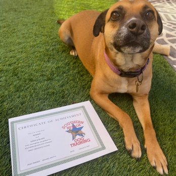 Southern Nevada Dog Training - Pet Training Near Me