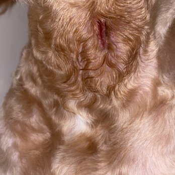 Swaggs - Pet Groomers Near Me - Agoura Hills, California Swaggs - Pet Groomers Near Me - Agoura Hills, California