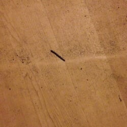 Grayland Beach State Park - Millipede on the floor.