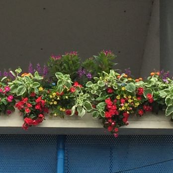 Cincinnati Open - gorgeous planters - Tennis Near Me - Mason, Ohio Cincinnati Open - gorgeous planters - Tennis Near Me - Mason, Ohio