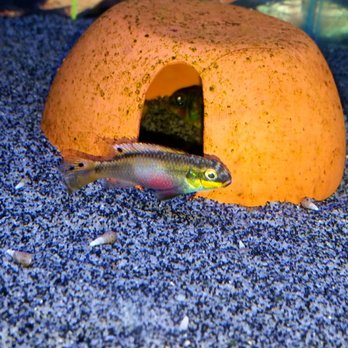 Blue Hook Aquatics - Pelvicachromis taenialotus Moliwe - Local Fish Stores Near Me - Cincinnati, Ohio Blue Hook Aquatics - Pelvicachromis taenialotus Moliwe - Local Fish Stores Near Me - Cincinnati, Ohio