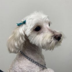 Pets & Grooming - Shave down but left her face and ears long.