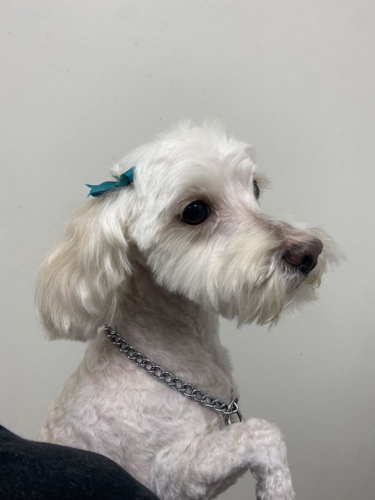 Pets & Grooming - reptile breeding in Bell Gardens, CA