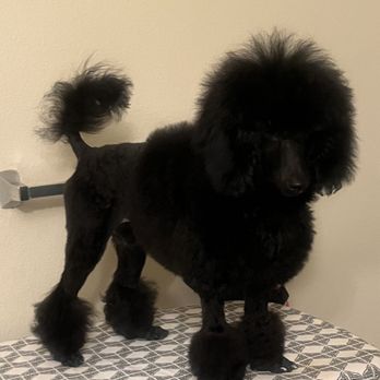Temecula Pet Salon - Chloe fresh from the groomer! - Pet Groomers Near Me - Temecula, California Temecula Pet Salon - Chloe fresh from the groomer! - Pet Groomers Near Me - Temecula, California