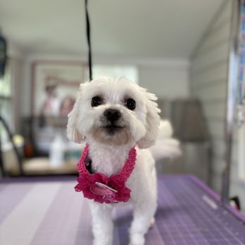 The LaundroMutt - Pet Groomers Near Me - Weaverville, North Carolina The LaundroMutt - Pet Groomers Near Me - Weaverville, North Carolina