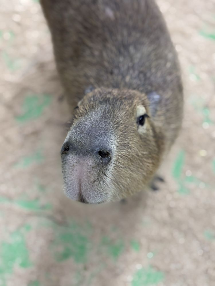 Social spots from Debbie Dolittle's Petting Zoo