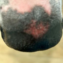 large wound and raw place on my dogs nose. There was too much blood for this to be the only cause... Very disturbing. large wound and raw place on my dogs nose. There was too much blood for this to be the only cause... Very disturbing.