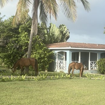 Blue Horizon Boutique Resort - Horses by my casita - Hotels Near Me - Vieques, Puerto Rico Blue Horizon Boutique Resort - Horses by my casita - Hotels Near Me - Vieques, Puerto Rico