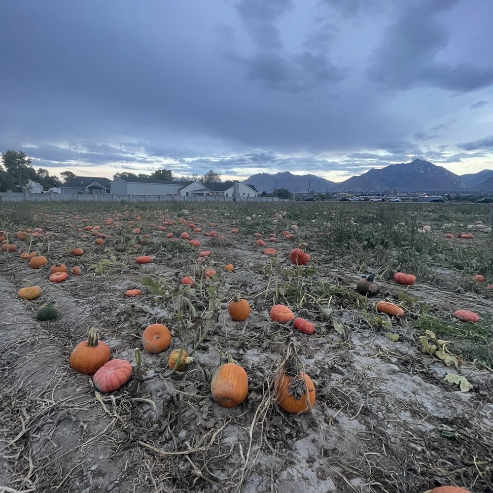 Mabey’s Pumpkin Patch - Pumpkin Patches Near Me - South Jordan, Utah Mabey’s Pumpkin Patch - Pumpkin Patches Near Me - South Jordan, Utah