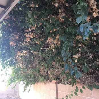 Jimmie's Tree Service - Tree Services Near Me Jimmie's Tree Service - Tree Services Near Me
