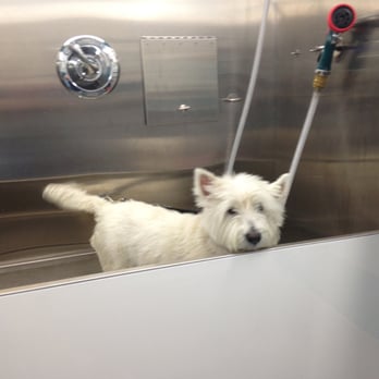 Wagadoodle Mobile Paw Spa - Wagadoodle grooming tub - Pet Groomers Near Me Wagadoodle Mobile Paw Spa - Wagadoodle grooming tub - Pet Groomers Near Me