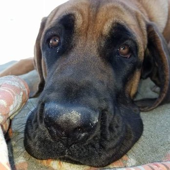 Capell Creek Ranch and Kennels - Pet Training Near Me