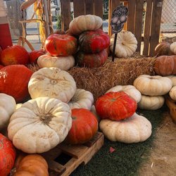 Mr. Jack O' Lanterns Pumpkins