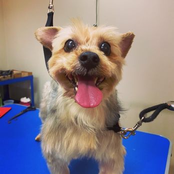 Puppy Love Pet Salon Photos Puppy Love Pet Salon In Bailey, NC