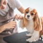 Photo of Groom & Goods - Dog Grooming & Pet Supply | Cliffside Park