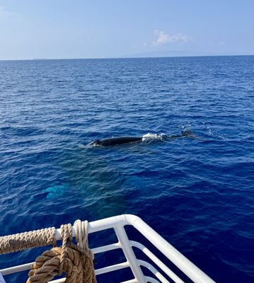 Pacific Whale Foundation by null