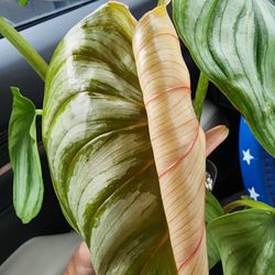 Zen Botanicals & Gift Shop - Philodendron bipenn Columbia New leaf!