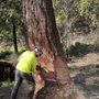 Photo of Jones Family Tree Service