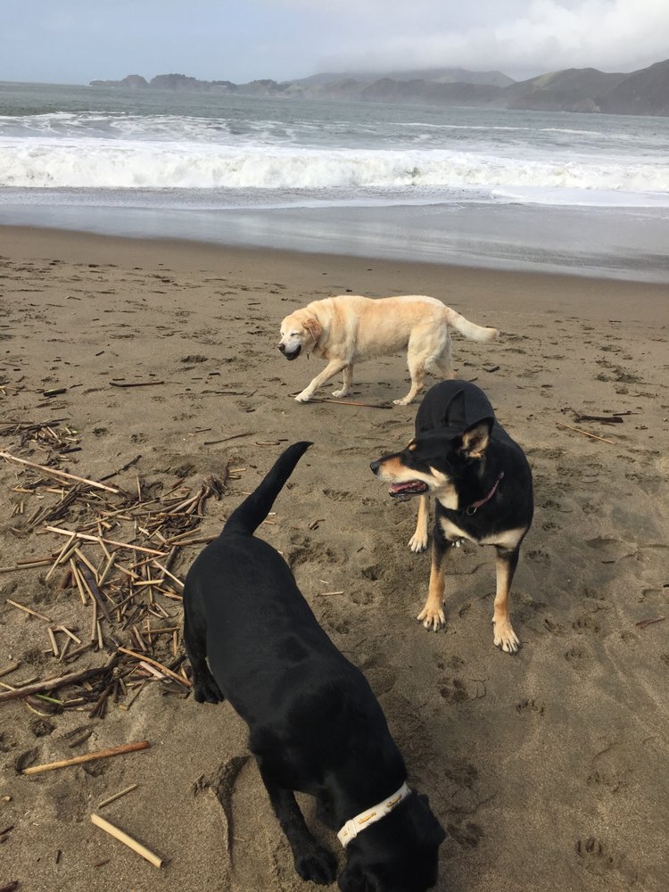 Fog City Walkers - pet boarding facility in San Francisco, CA