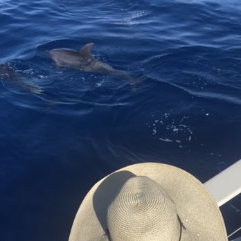 Capt Andy's - Dolphins here. We also saw sea turtles , a different kind of dolphin too, and flying fish. - Boat Tours Near Me - Ele'ele, Hawaii Capt Andy's - Dolphins here. We also saw sea turtles , a different kind of dolphin too, and flying fish. - Boat Tours Near Me - Ele'ele, Hawaii
