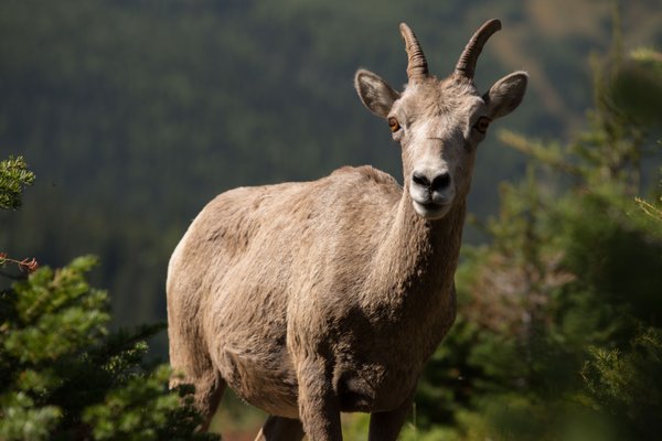 Kananaskis Outfitters by null
