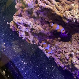 Beautiful and healthy ocellaris clowns