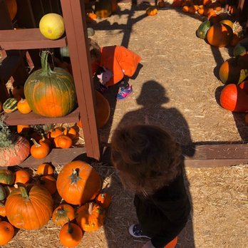 The Pumpkin Factory - Photo Op, House of Pumkins. - Festivals Near Me - Westminster, California The Pumpkin Factory - Photo Op, House of Pumkins. - Festivals Near Me - Westminster, California