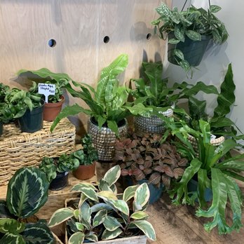 Wildcrafters - Plants for sale - Tea Rooms Near Me - Jacksonville, Florida Wildcrafters - Plants for sale - Tea Rooms Near Me - Jacksonville, Florida