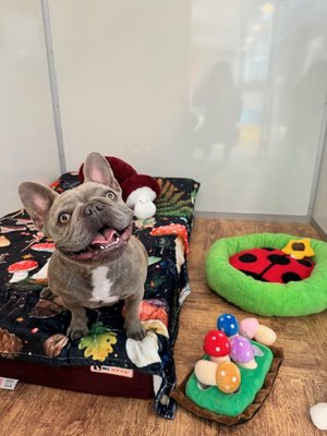 Dog Boarding & Dog Training - We set a new standard for dog care in your area. We offer expansive playfields, tailored activities & loving care! Call / text: 650-450-6474 Dog Boarding & Dog Training - We set a new standard for dog care in your area. We offer expansive playfields, tailored activities & loving care! Call / text: 650-450-6474